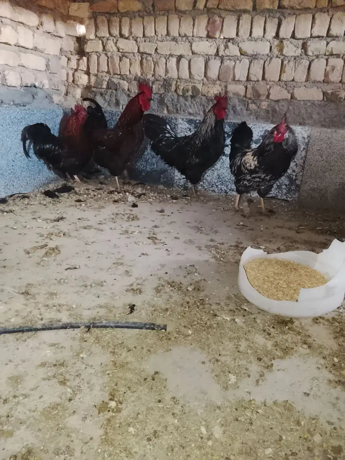 خروس چاق و جوان‌.|حیوانات مزرعه|قم, هنرستان|دیوار