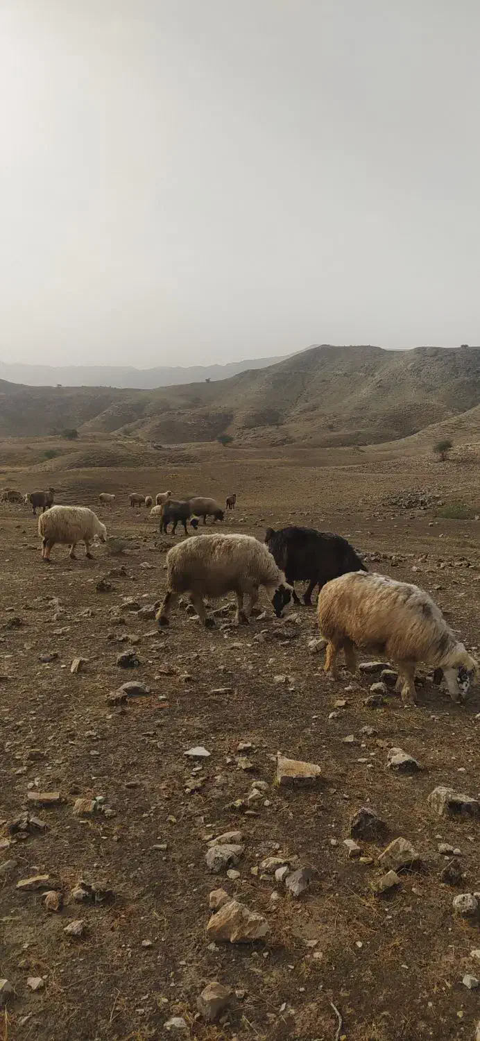 150 راس میش بره دار و آبستن|حیوانات مزرعه|جره و بالاده, |دیوار