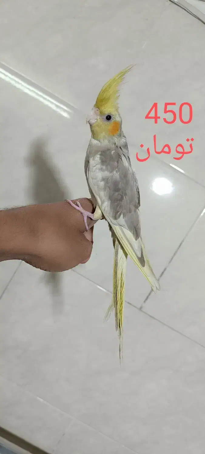 عروس دستی|پرنده|تفت, |دیوار