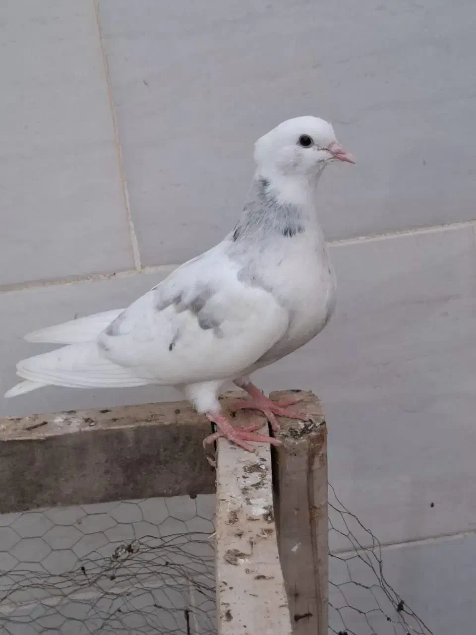 طوقی|پرنده|خرمشهر, |دیوار