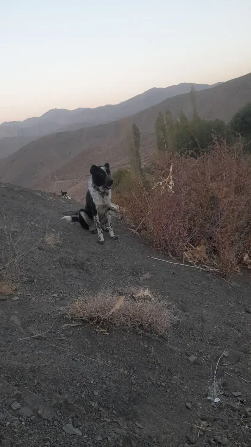 سنگهبان یه مال درجه یک|سگ|کاشان, امیرکبیر|دیوار