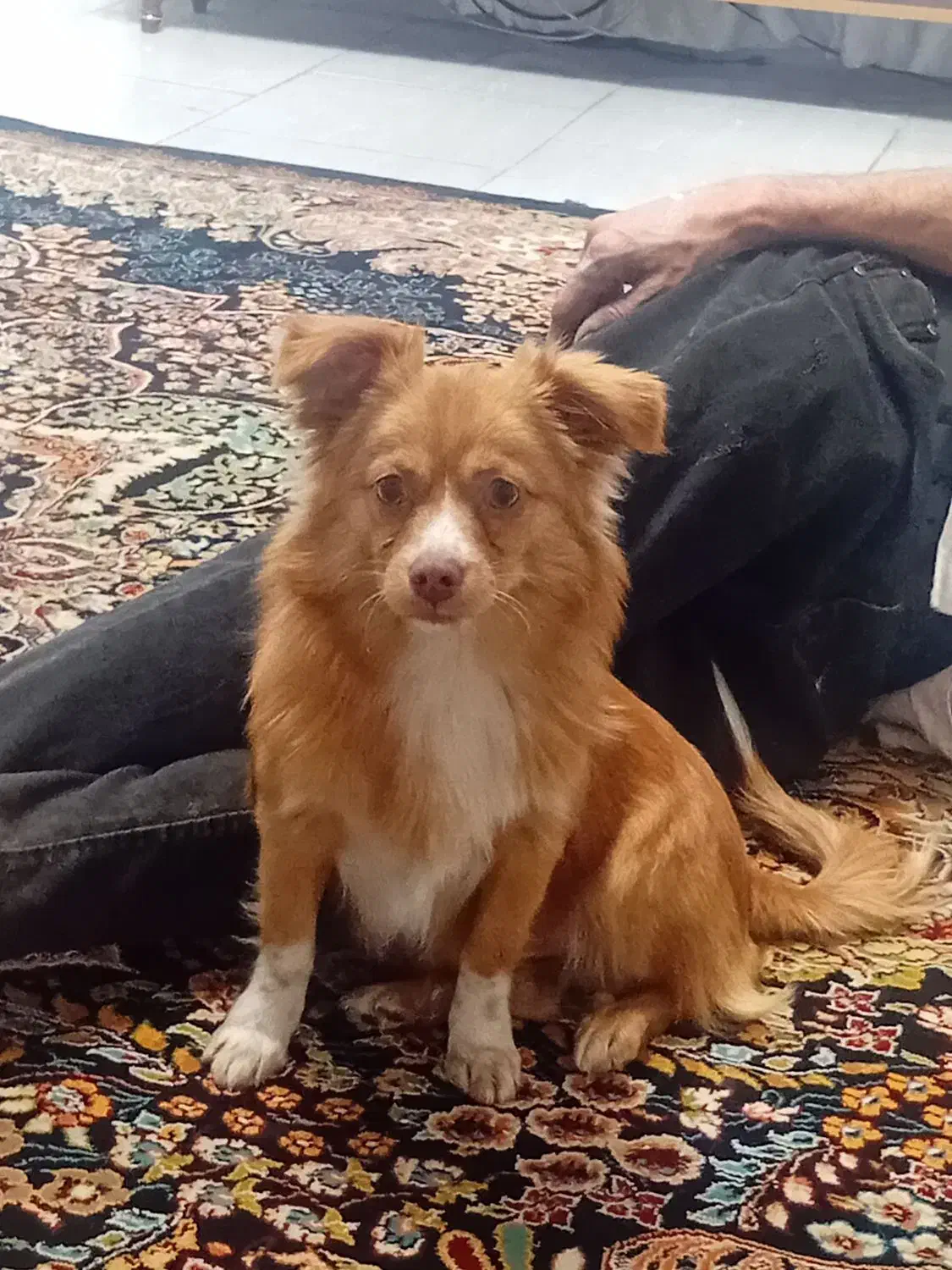 حیوان خانگی|سگ|کرج, خرمدشت|دیوار