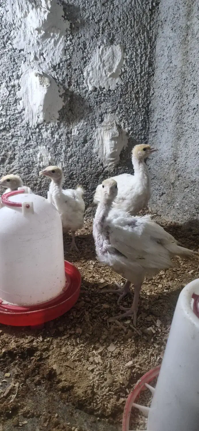 بوقلمون بیوتی ۶|حیوانات مزرعه|شیراز, کوشک میدان|دیوار