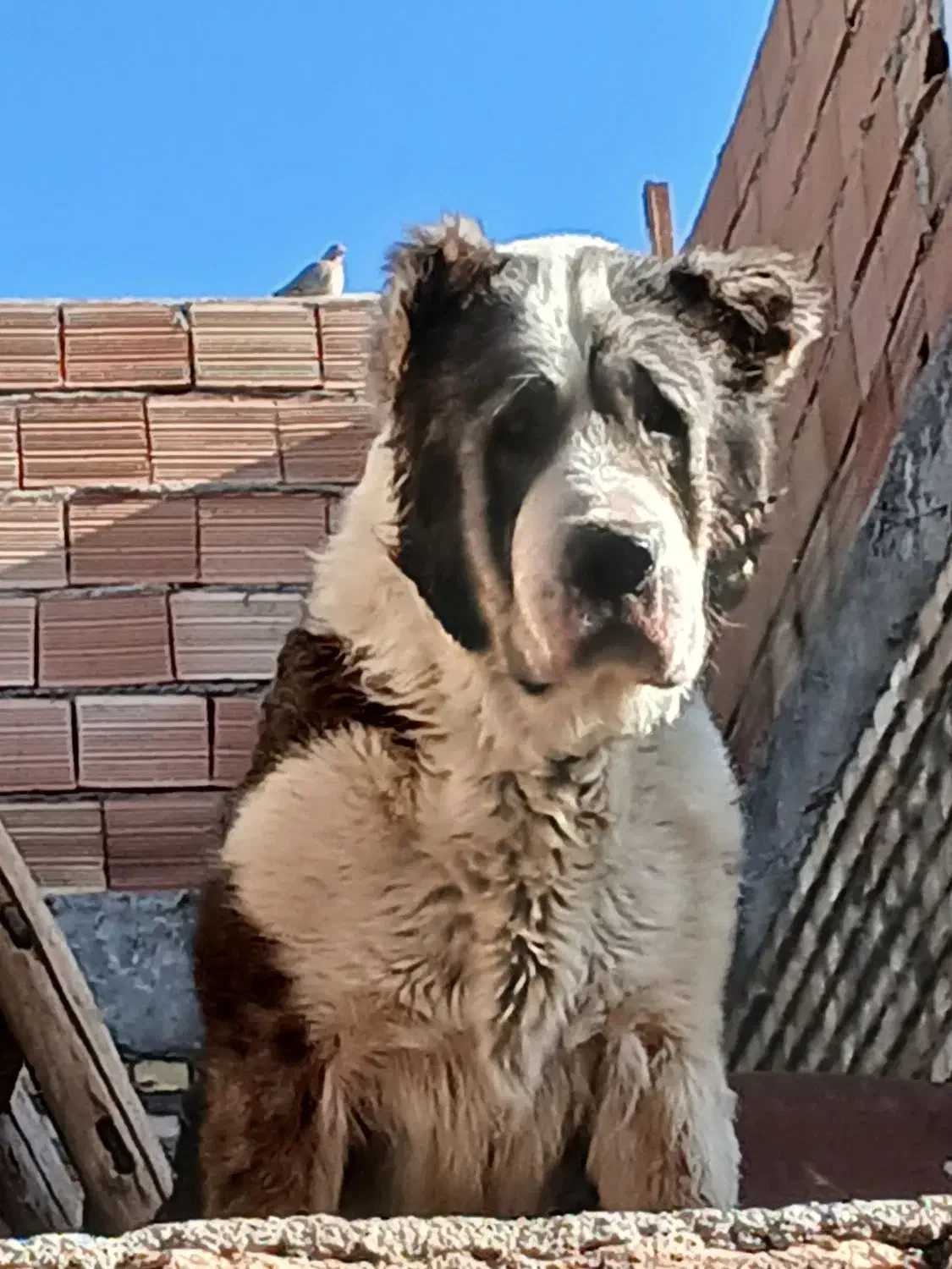 الابای|سگ|نیشابور, مدرس|دیوار