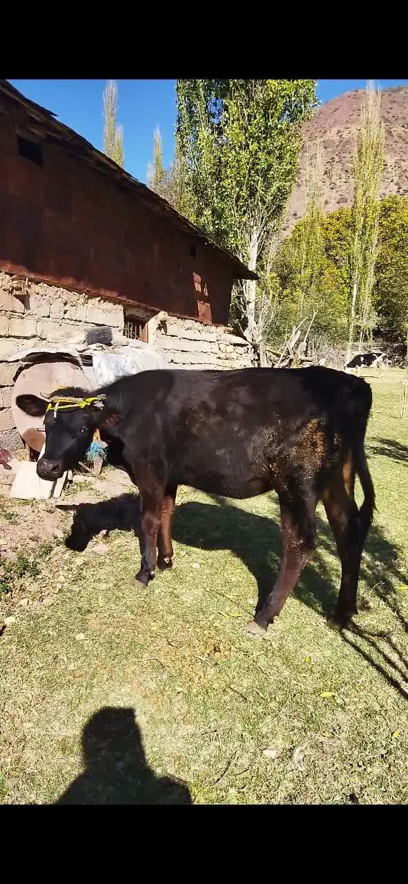 فروش گوساله ماده یک سال و سه ماه|حیوانات مزرعه|مهدی شهر, |دیوار