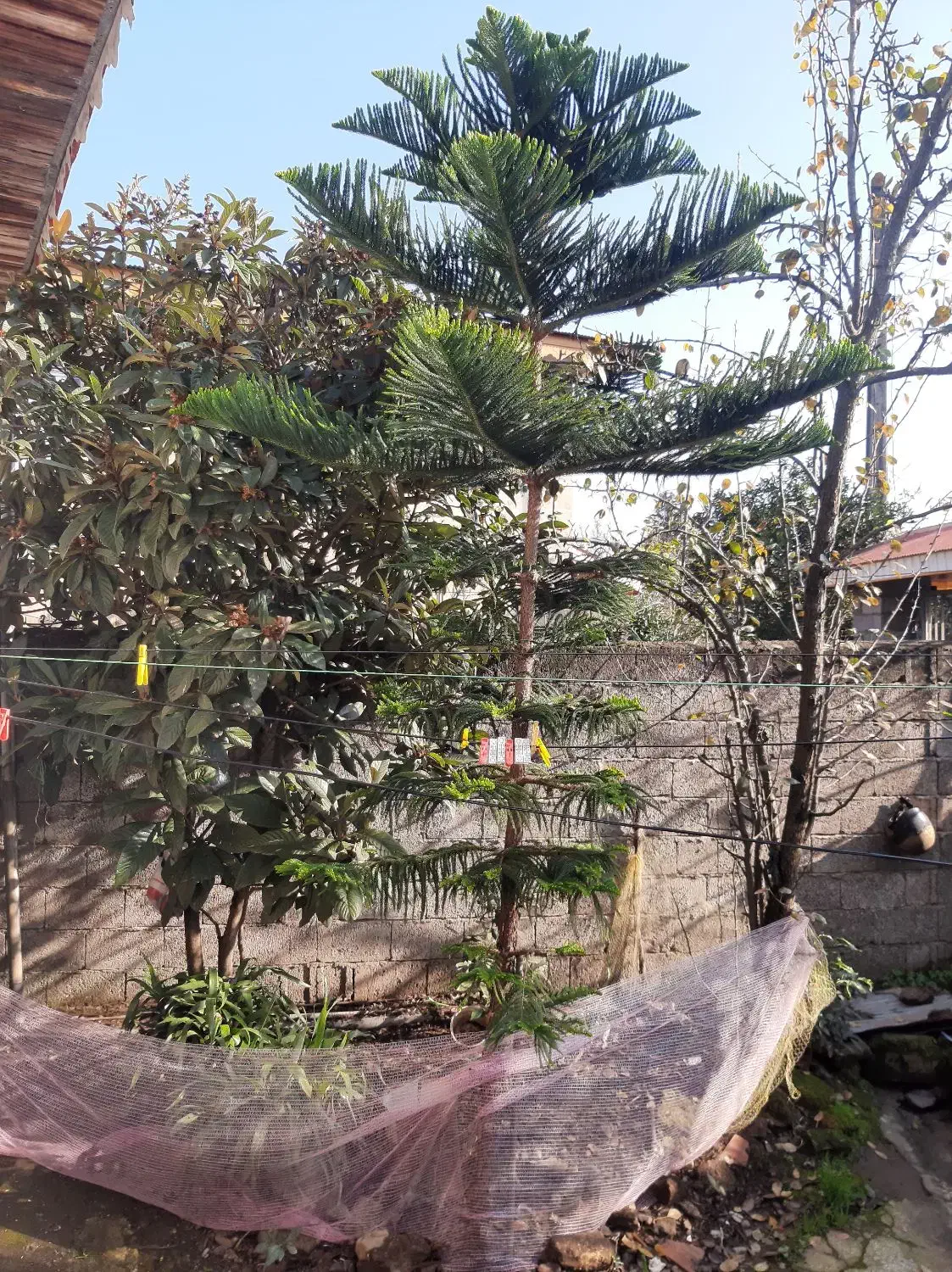 درخت کاج مطبق|گل و گیاه طبیعی|املش, |دیوار