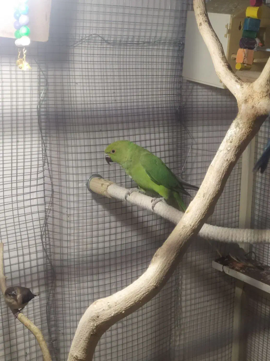 طوطی ملنگو|پرنده|خاش, |دیوار