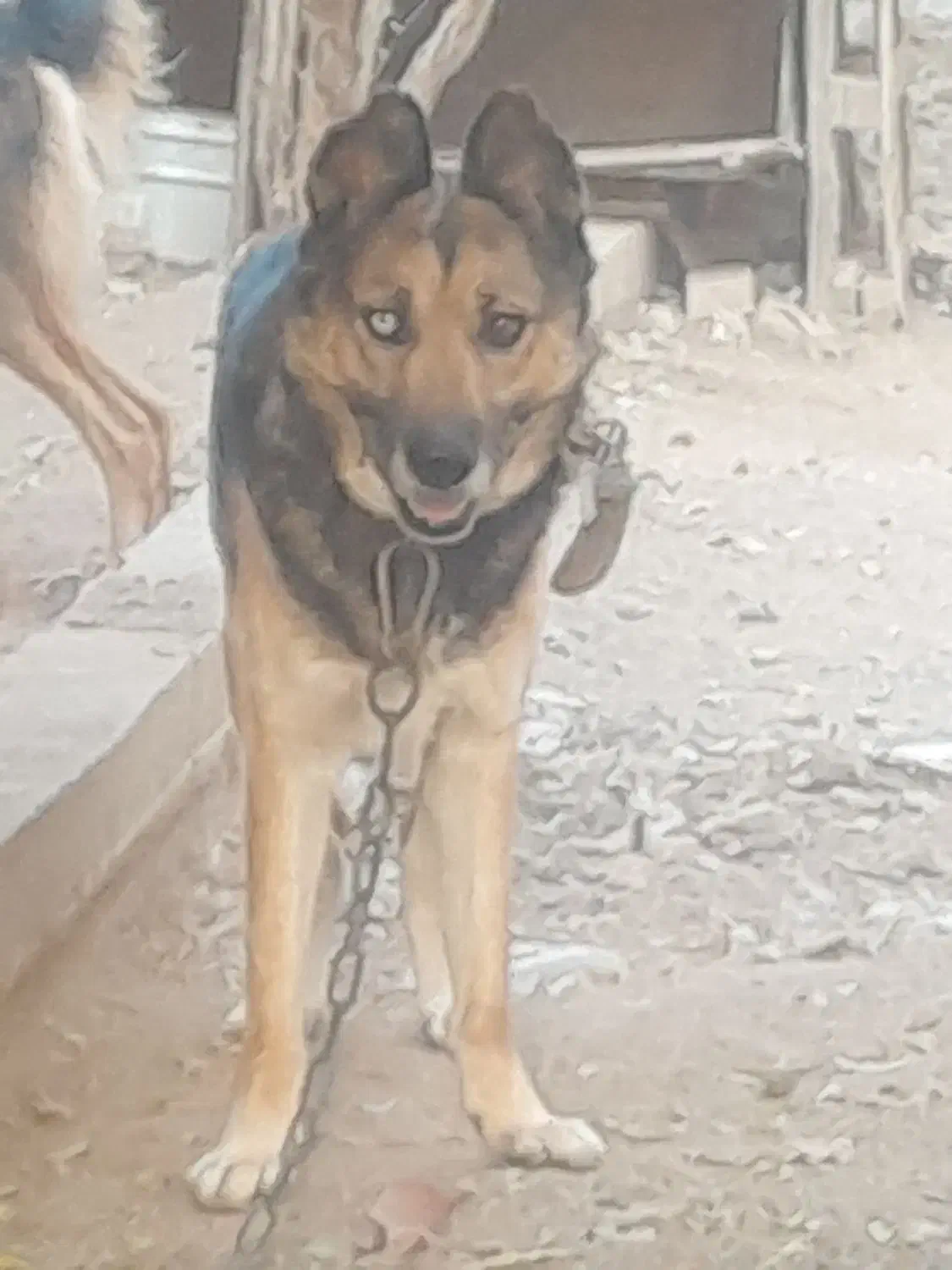 سگ ژرمن وک|سگ|پاکدشت, پاکدشت (مامازند)|دیوار