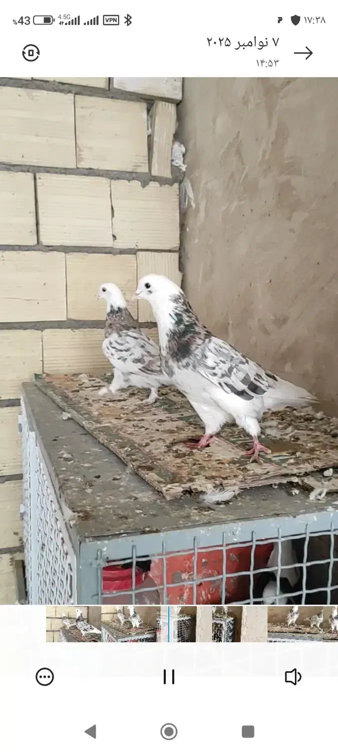 پرنده جفت هما سرور|پرنده|کهریزک, |دیوار