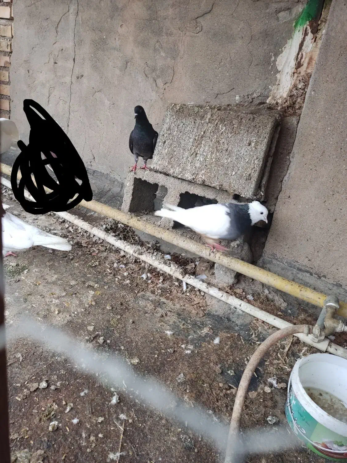 کبوتر رنگی|پرنده|شوشتر, |دیوار