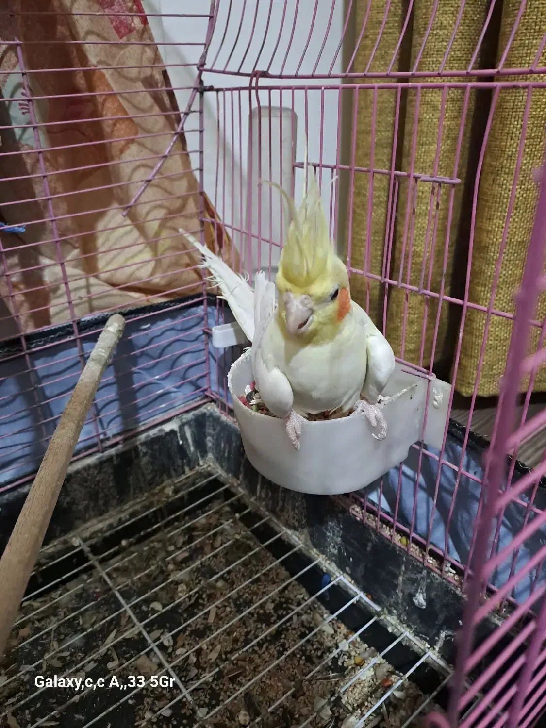 عروس هلندی نر جوان نژاد لوتینو|پرنده|نوشهر, |دیوار