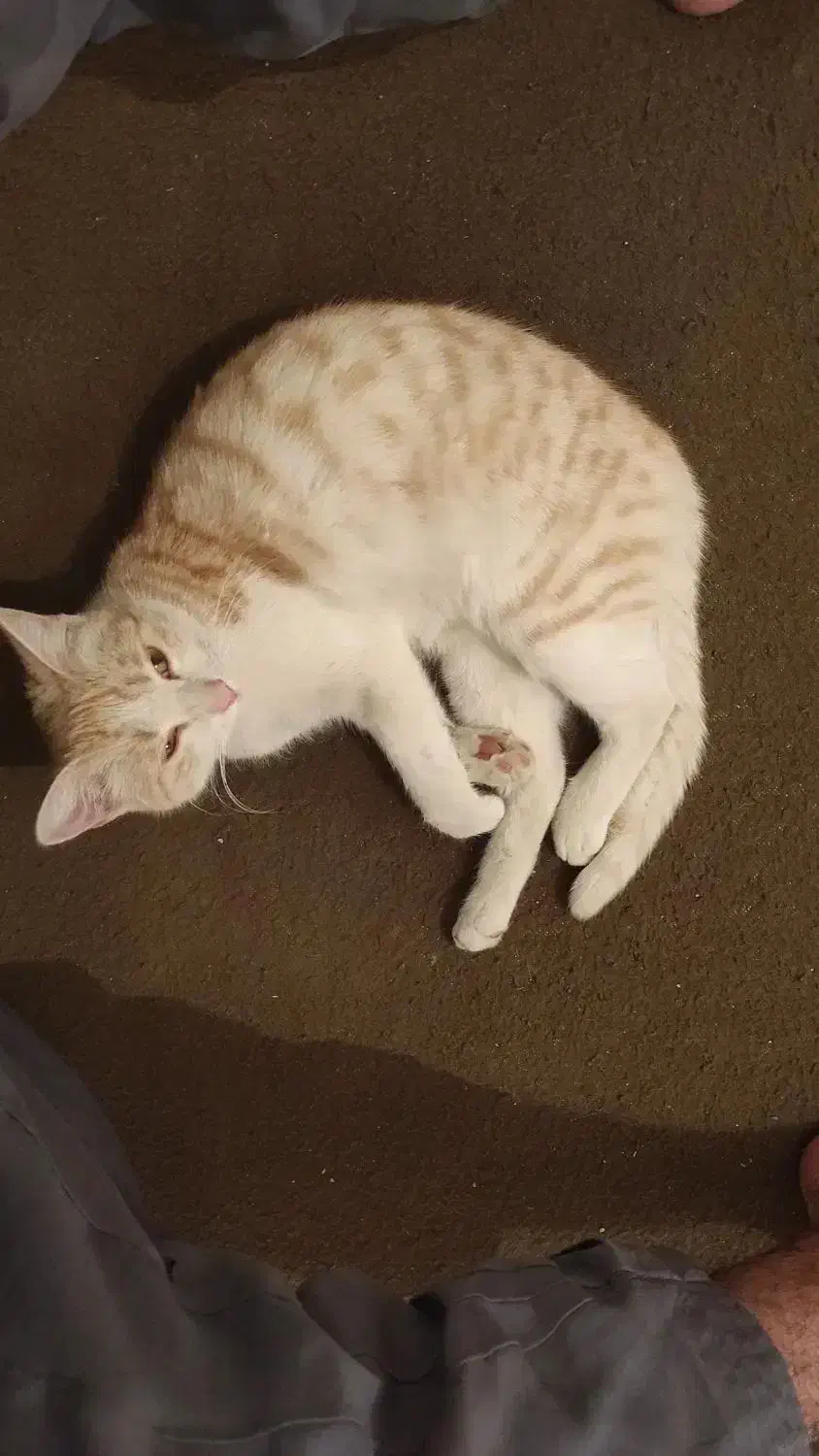 گمشده|گربه|زابل, |دیوار