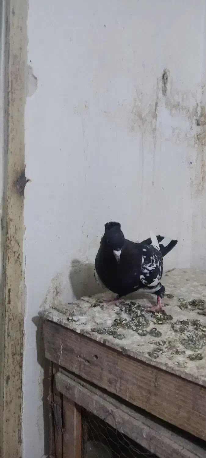 کفتر  غریبگیری|پرنده|قرچک, زیبا شهر|دیوار