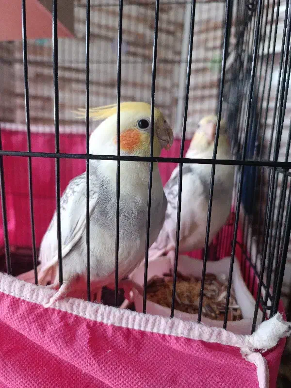 عروس هلندی|پرنده|ری, شهادت|دیوار