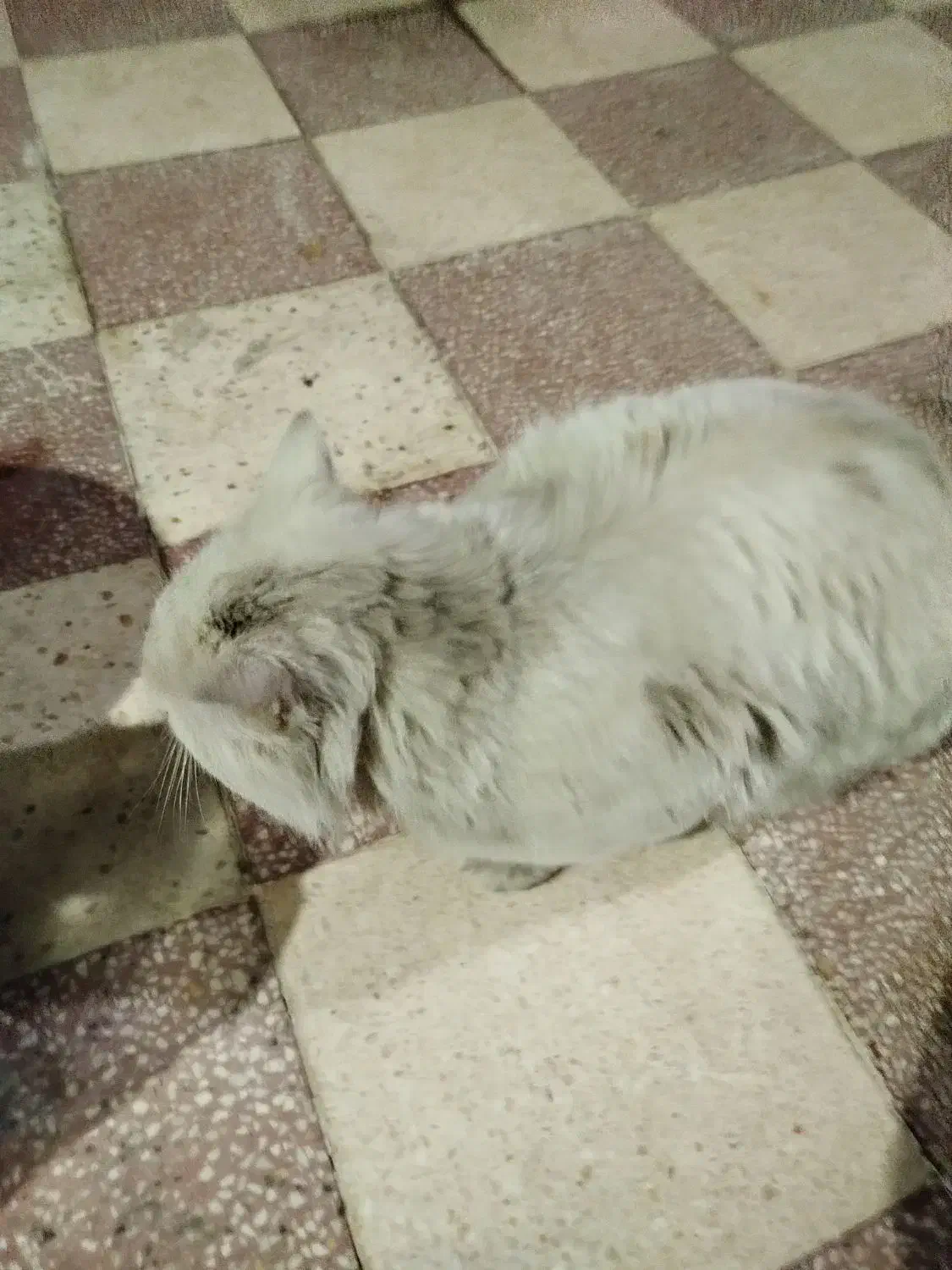 گربه پرشین کت سفید چشم سبز|گربه|شیراز, دارالرحمه|دیوار