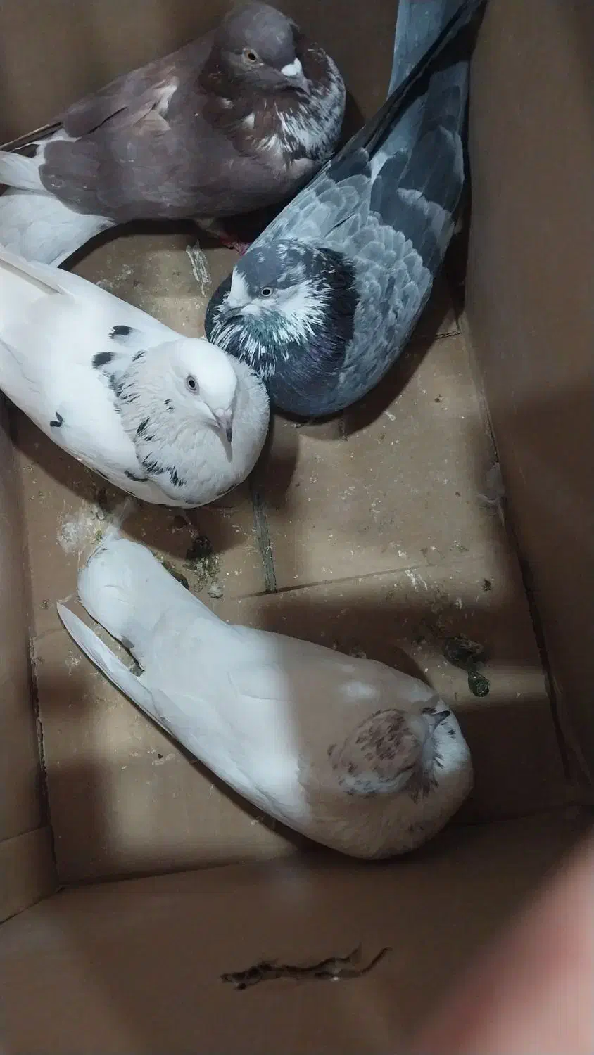 کودکفتر|پرنده|سیرجان, |دیوار