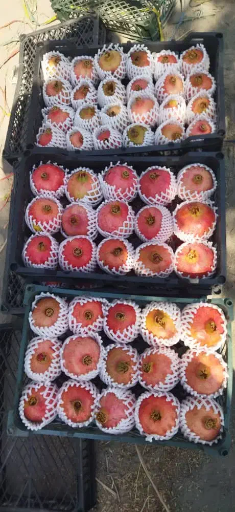 انار درجه یک تا ربی موجوده|خوردنی و آشامیدنی|مرودشت, ژیان|دیوار