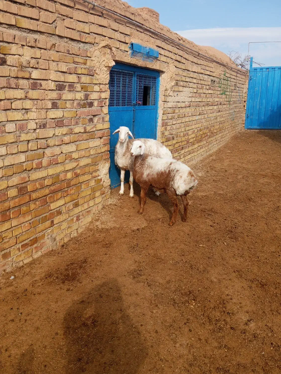 دو راس بره فروشی|حیوانات مزرعه|تربت جام, جامرود|دیوار