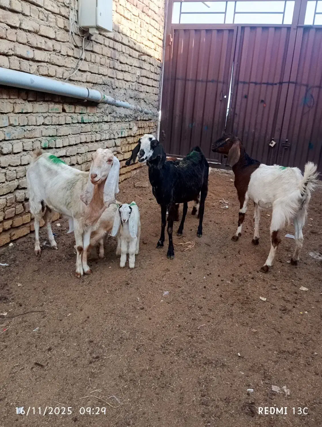 سه راس بزغاله دار|حیوانات مزرعه|گنبد کاووس, |دیوار