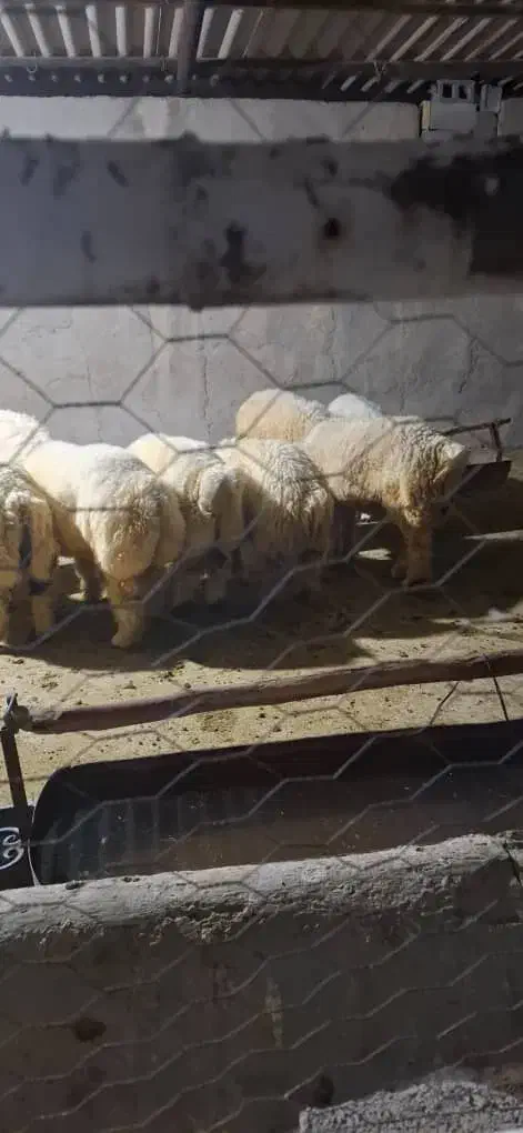 فروش بره پلواری|حیوانات مزرعه|لیکک, |دیوار