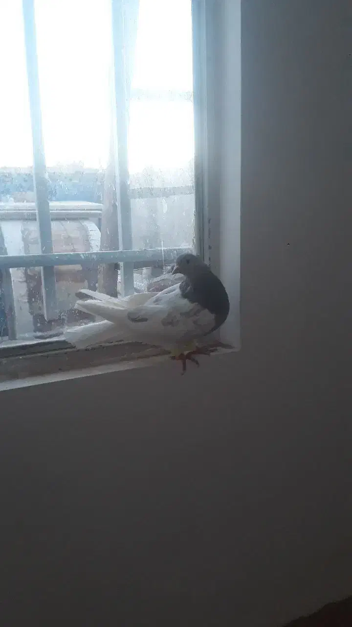 کله فروشی|پرنده|سبزوار, باهنر|دیوار