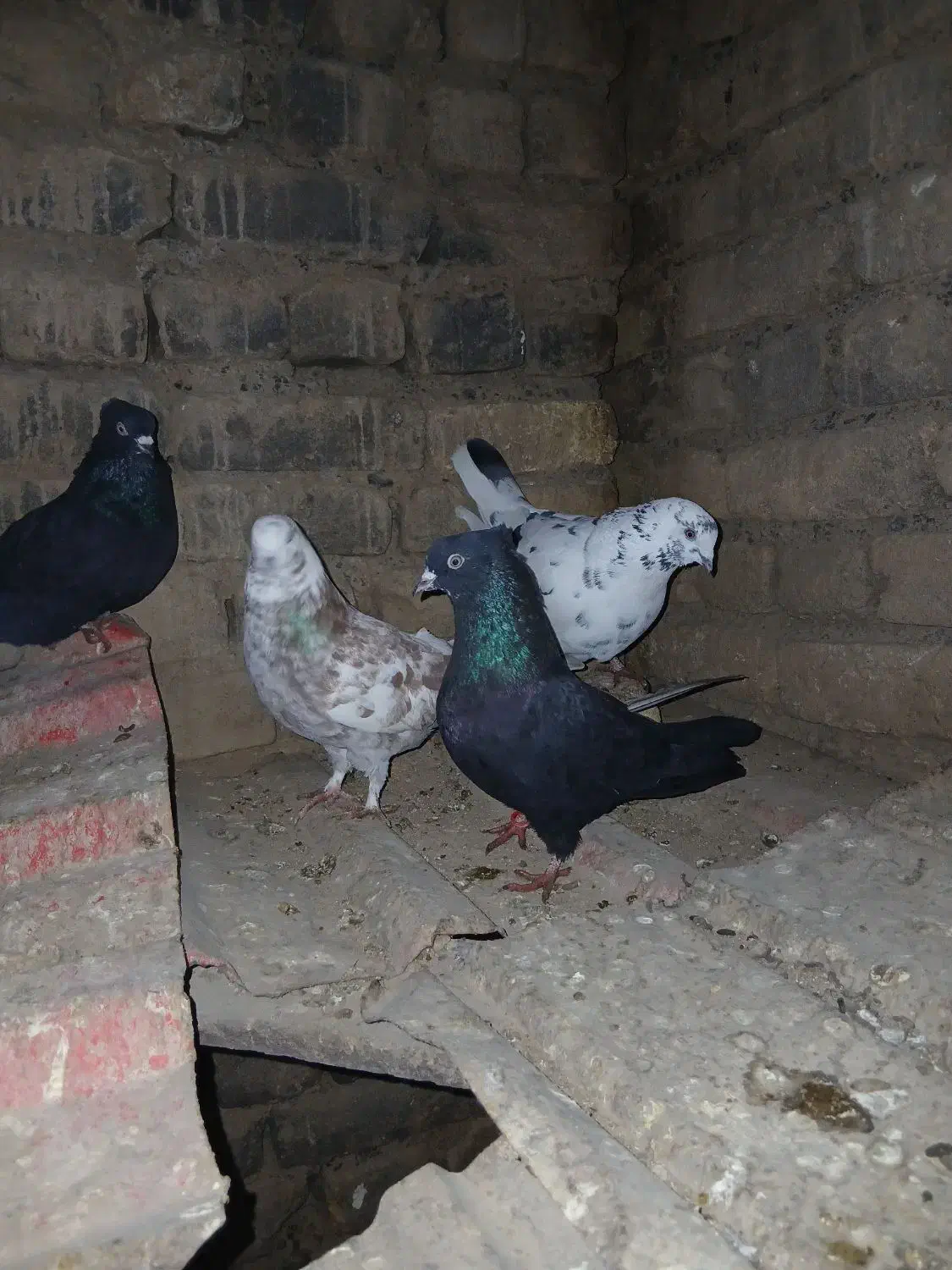 کبوتر|پرنده|بوئین زهرا, |دیوار