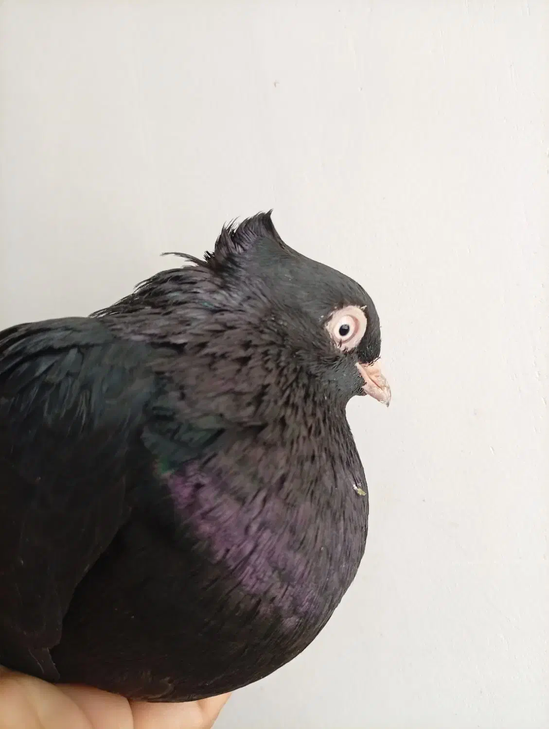 یال، اشعل، سیاه|پرنده|بندر ماهشهر, |دیوار