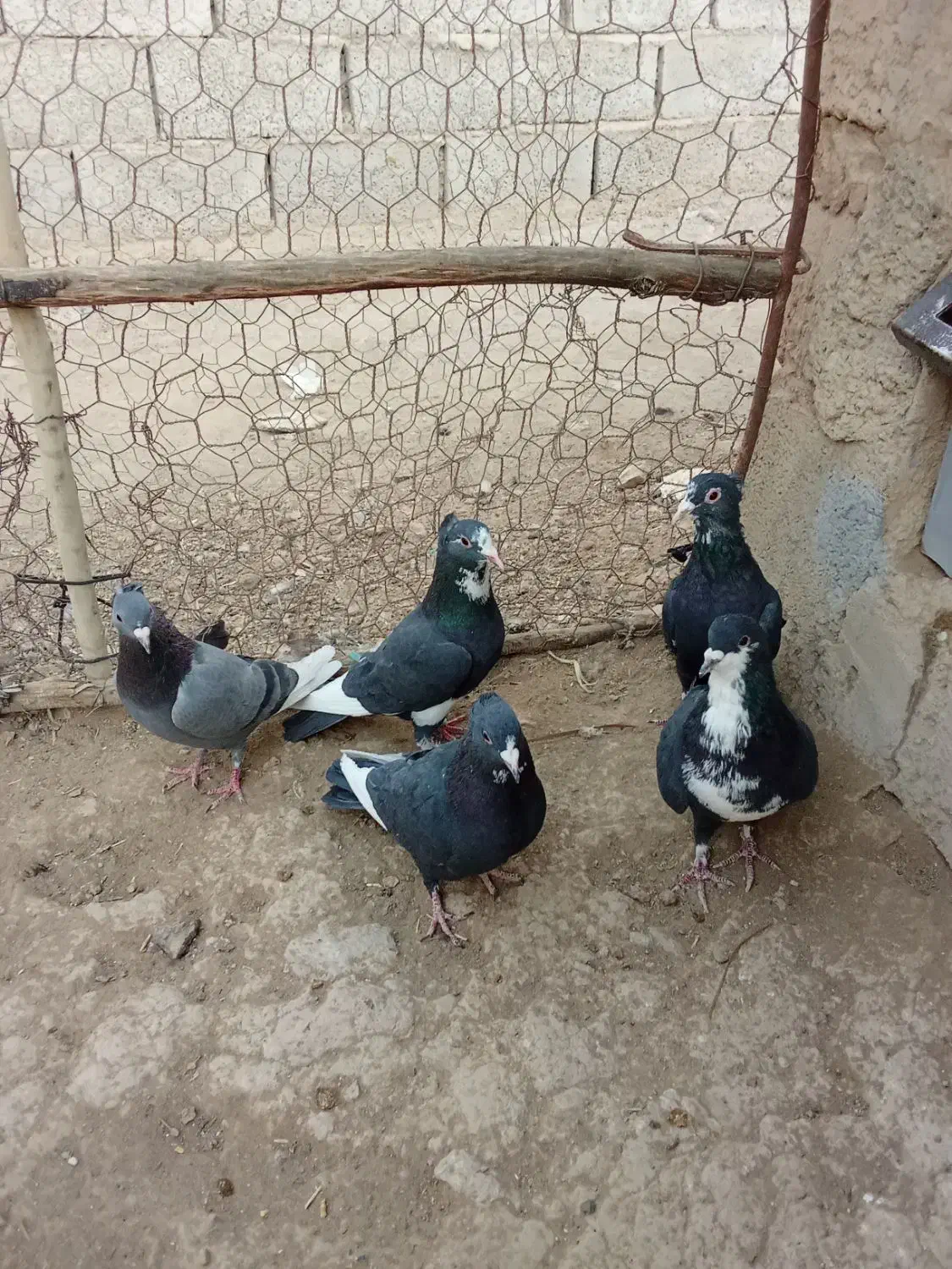 چهارتا نر پلنگ با ی نر سیا رسمی|پرنده|بافت, |دیوار