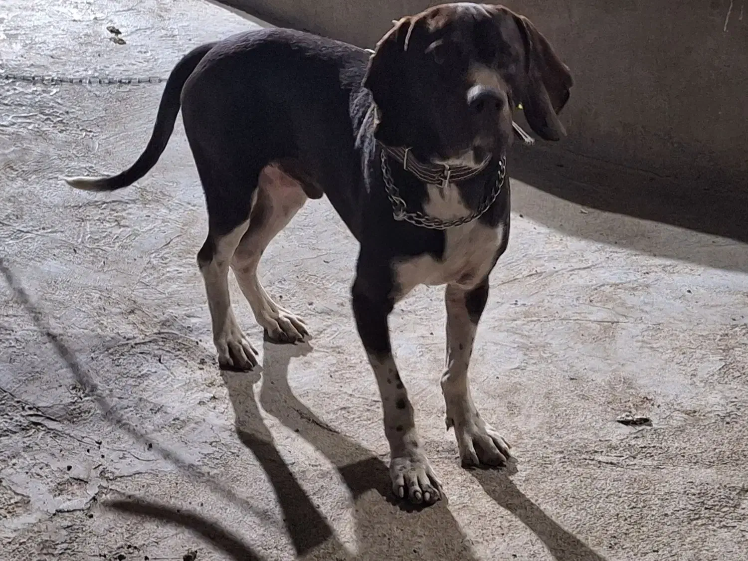 شکاری|سگ|گهواره, |دیوار