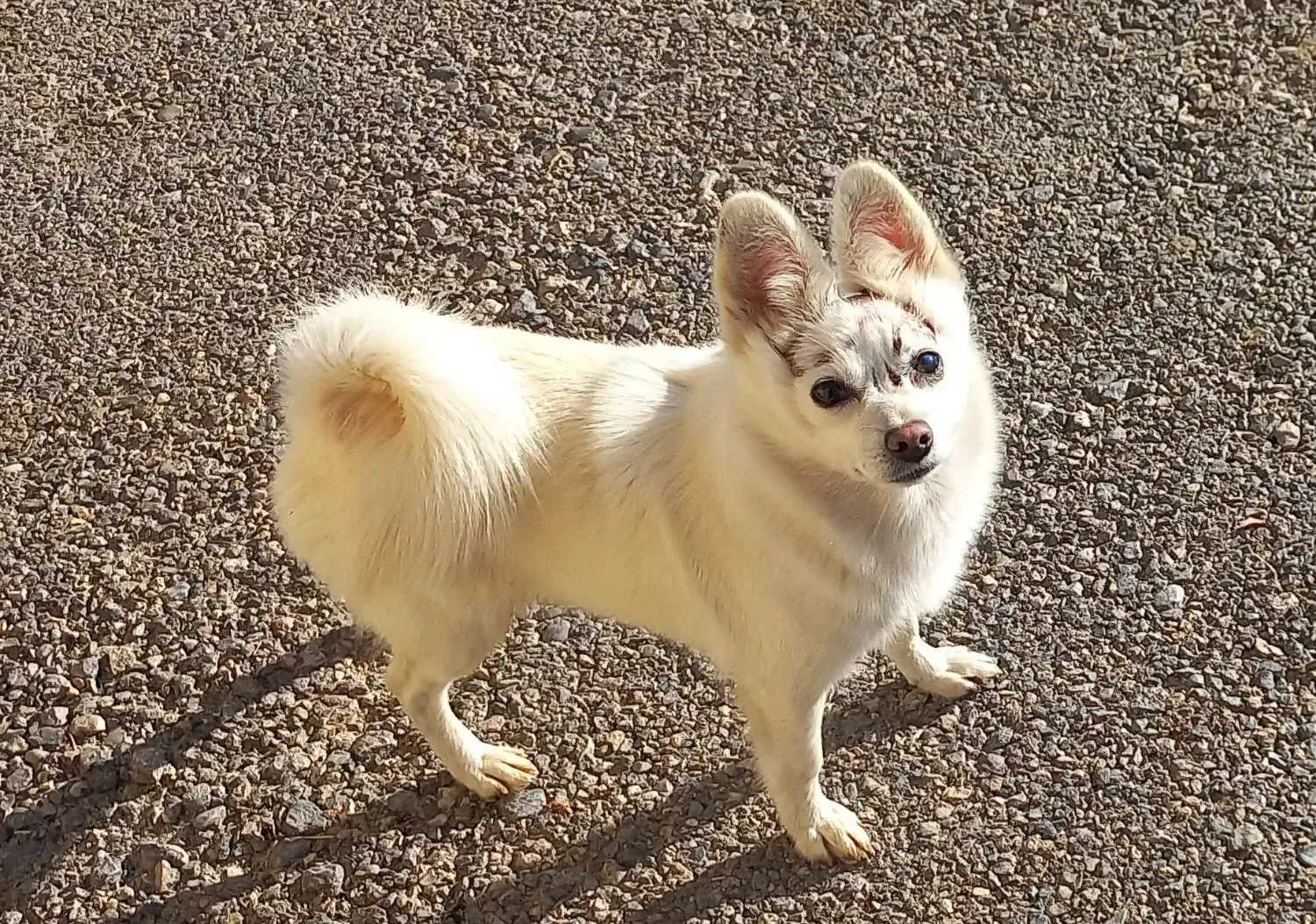 گمشده|حیوانات|بروجرد, |دیوار