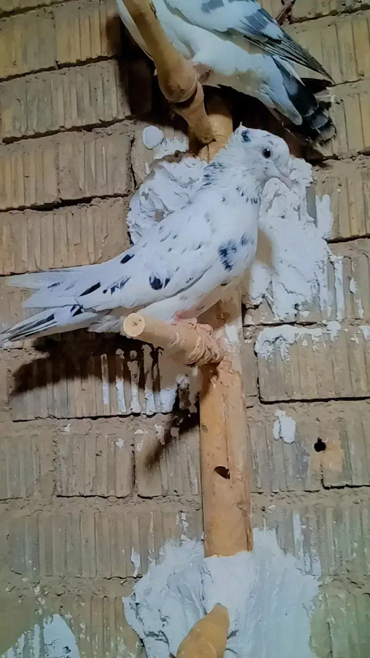 کفتر|پرنده|ارسنجان, |دیوار
