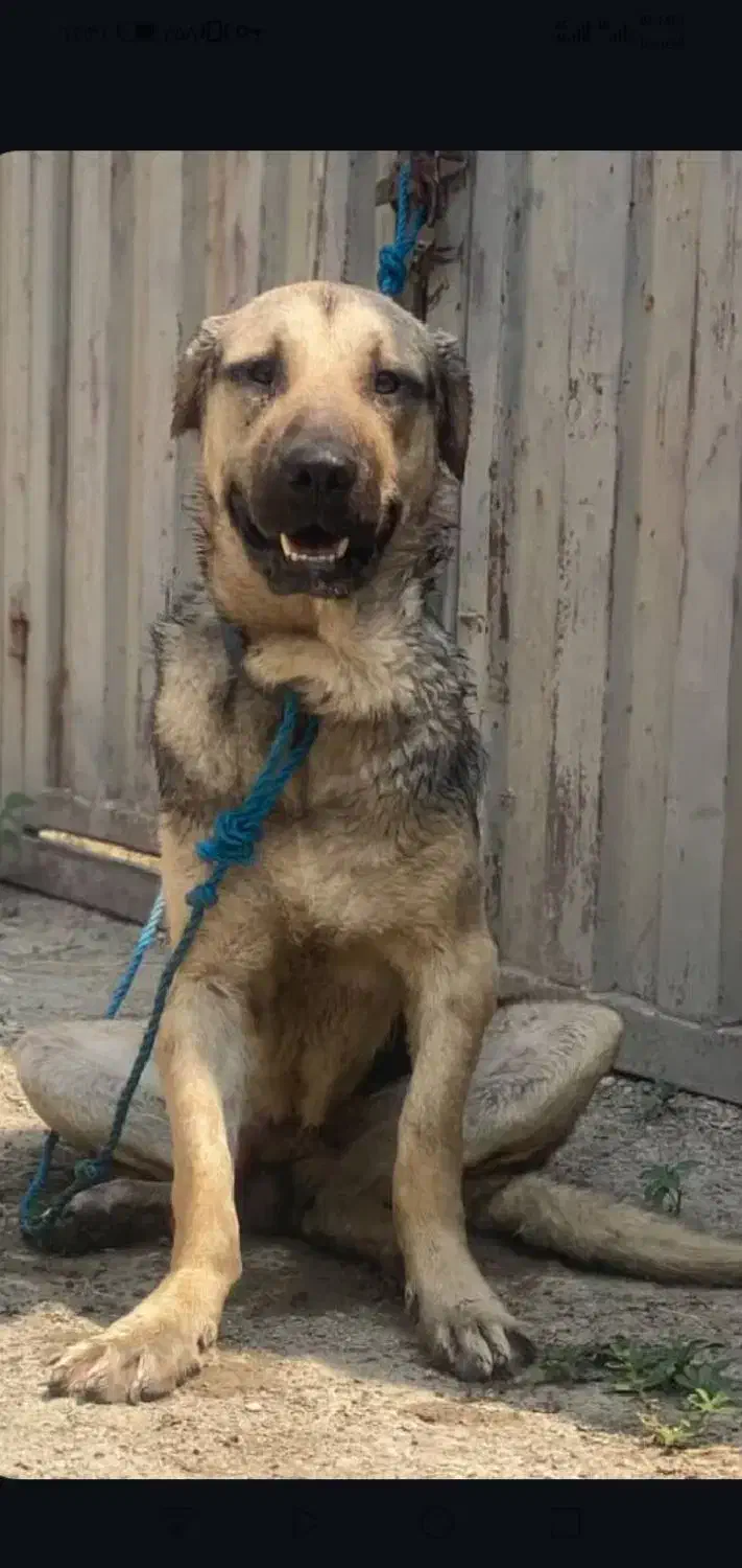 سگ پژدر|سگ|گرگان, |دیوار