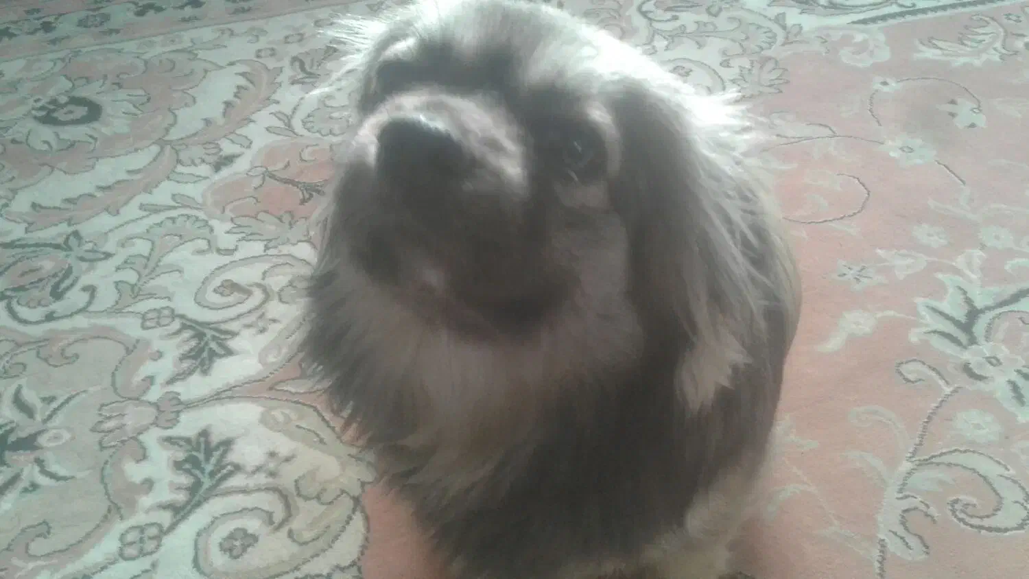 سگ تمیز و واقعا مهربون|سگ|تبریز, |دیوار