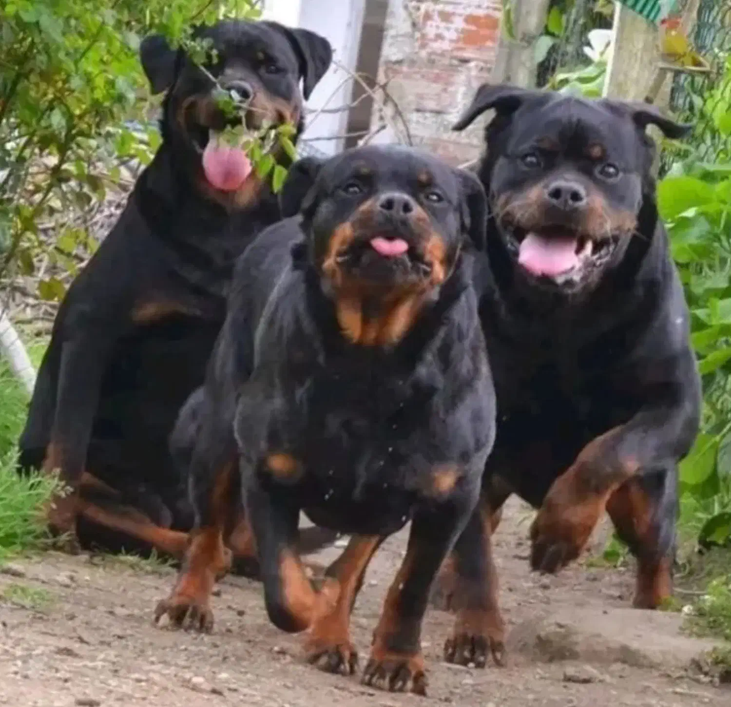سگ روتوایلر rottweiler توله سگ روتوایلر|سگ|هشتگرد, شهرک گلها|دیوار