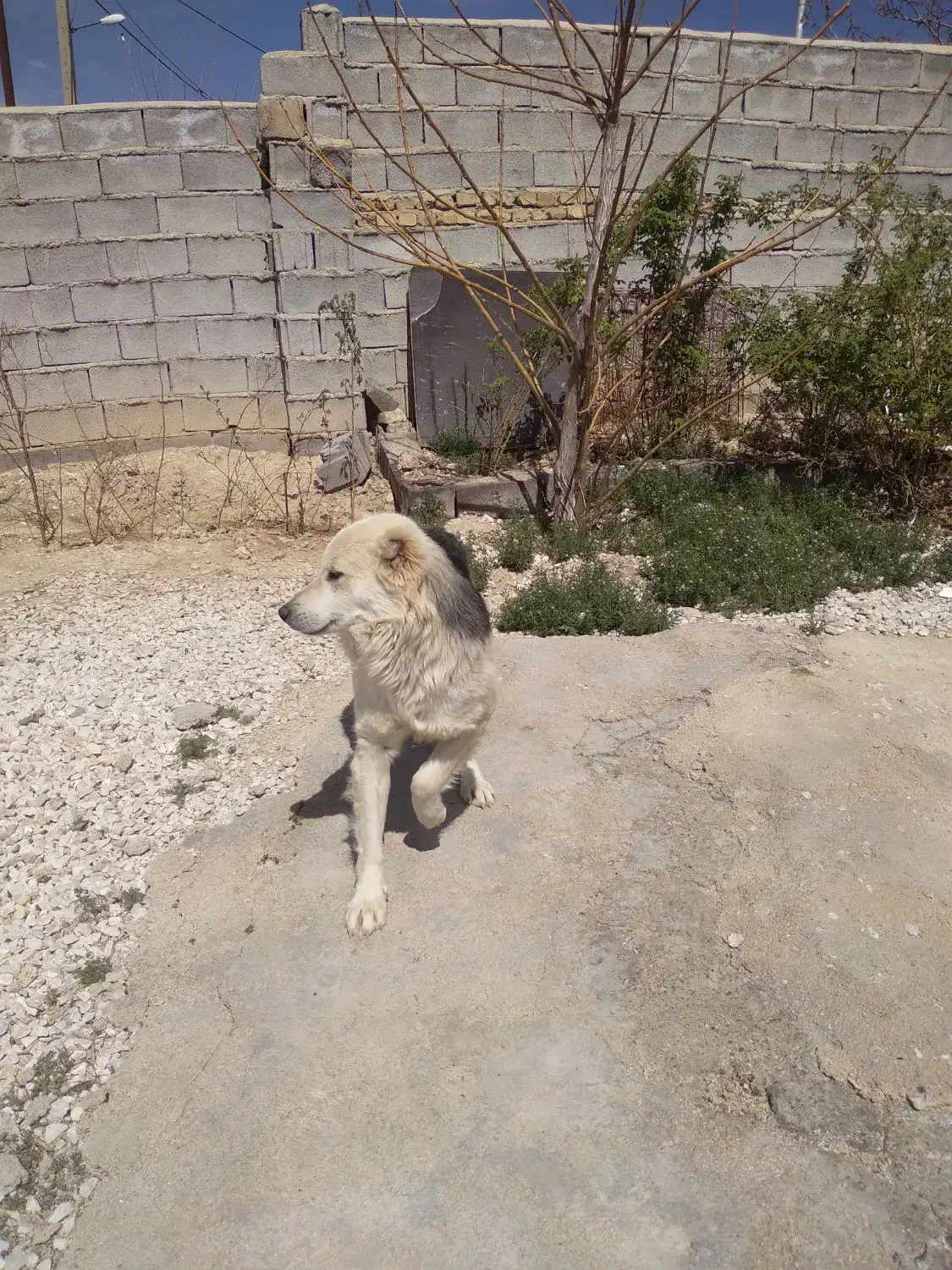 سگ ...|سگ|قروه, |دیوار