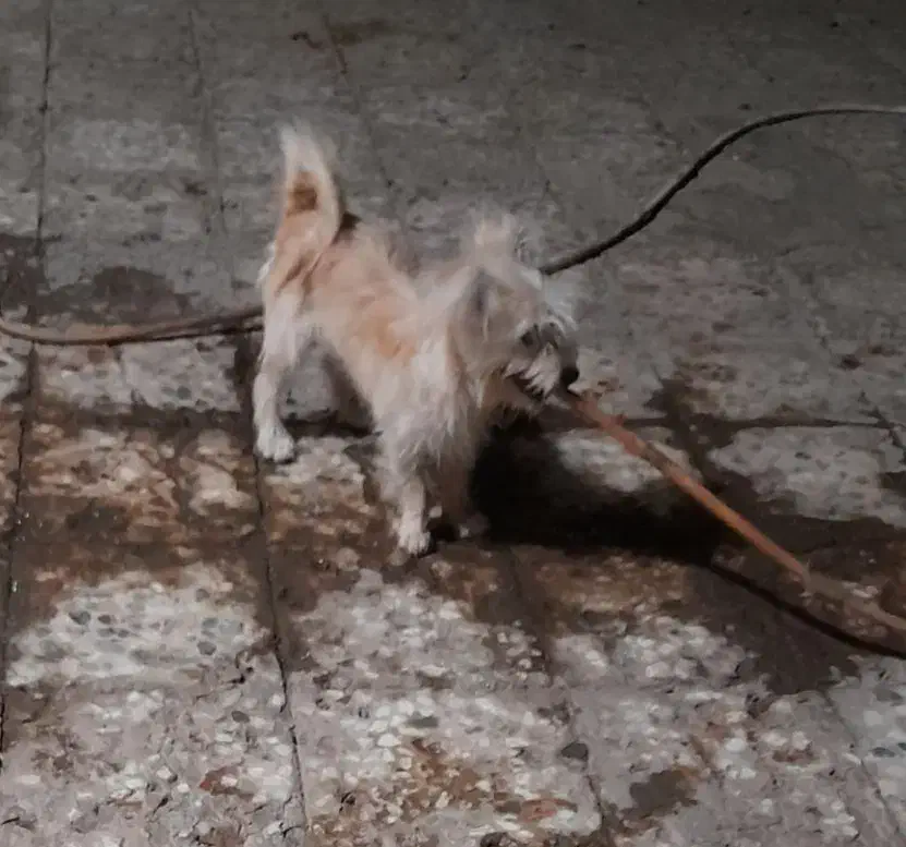 سگ اشپیز|سگ|کرمان, |دیوار