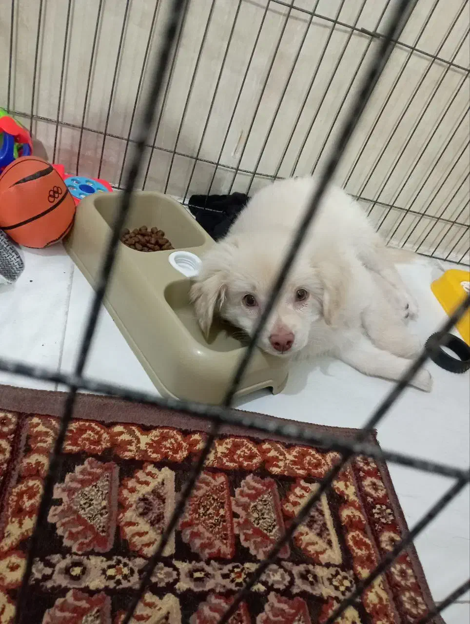 سگ شیتزو|سگ|شهریار, شهرک شاهد|دیوار