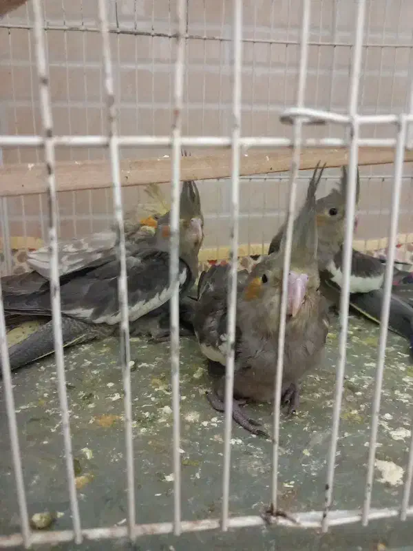 جوجه عروس|پرنده|بیرجند, |دیوار