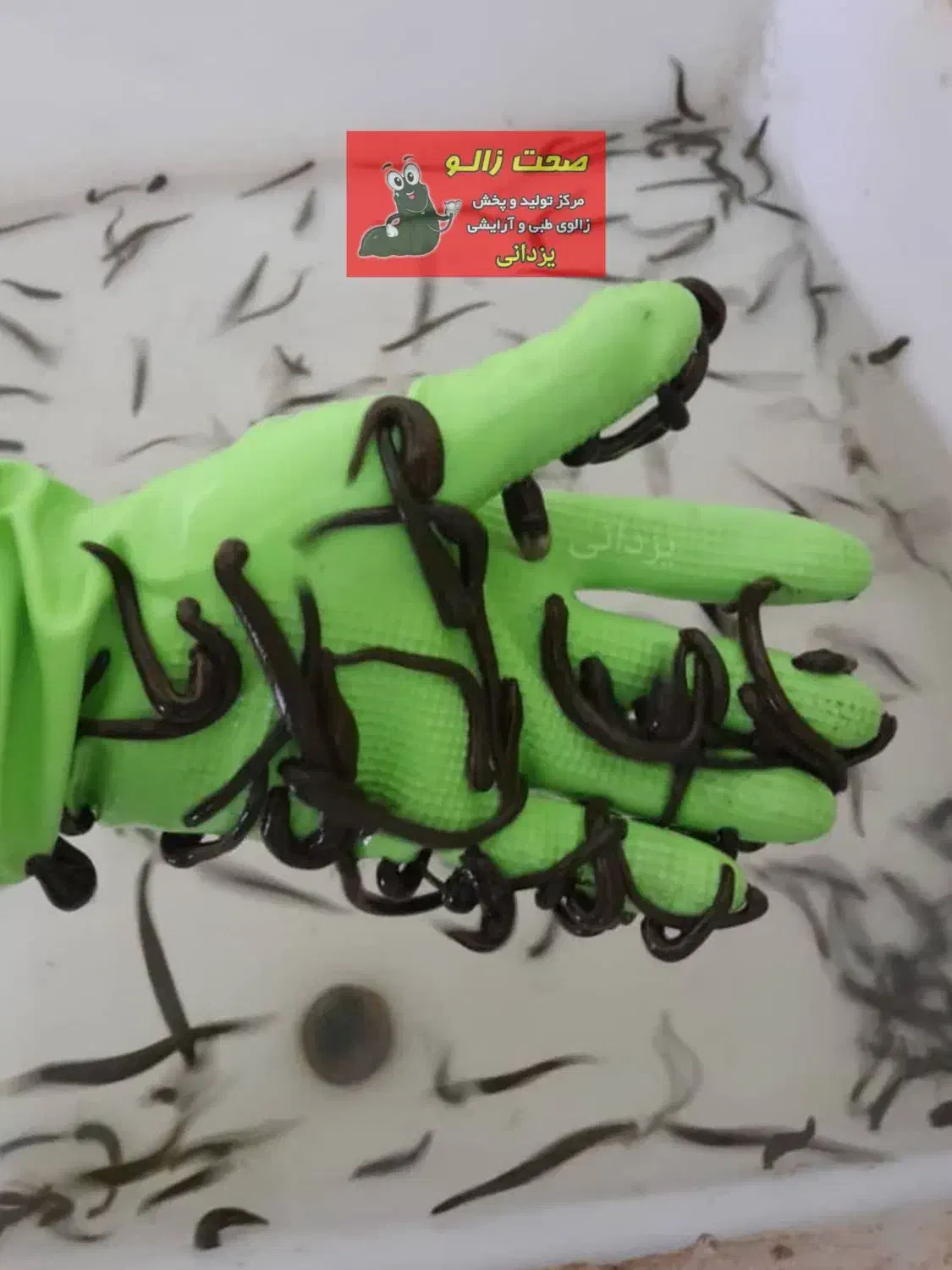 زالو طبی و آرایشی|خزنده|تهران, بهمن یار|دیوار