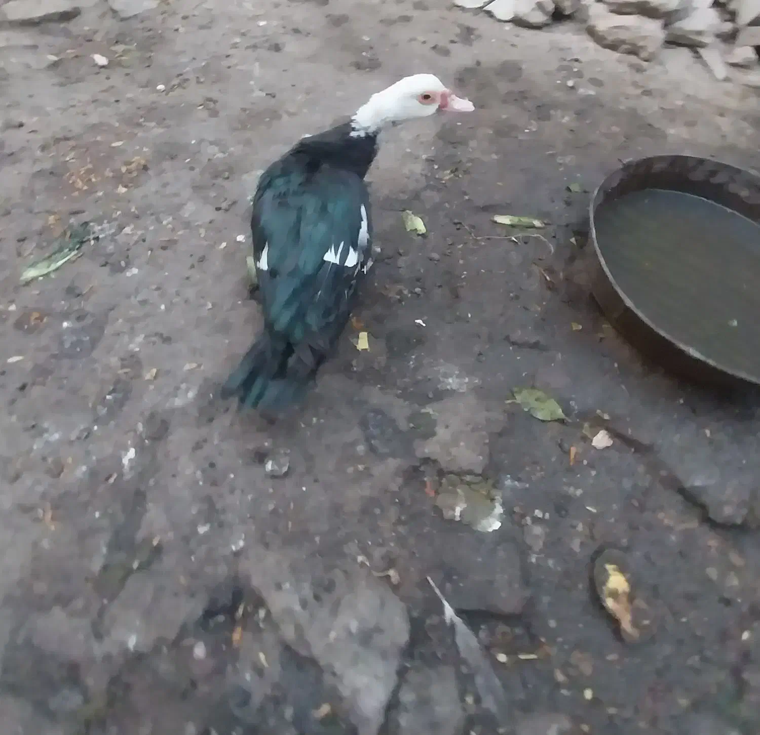 اردک اسرائیلی|حیوانات مزرعه|سمنان, |دیوار