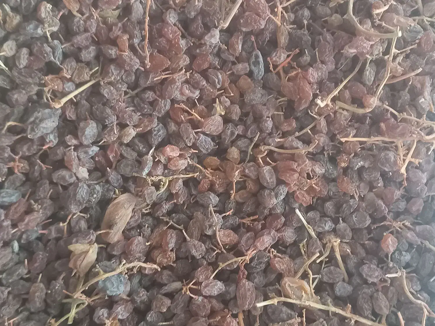 کشمش پاکنشده ۲۶کیلو|خوردنی و آشامیدنی|شال, |دیوار