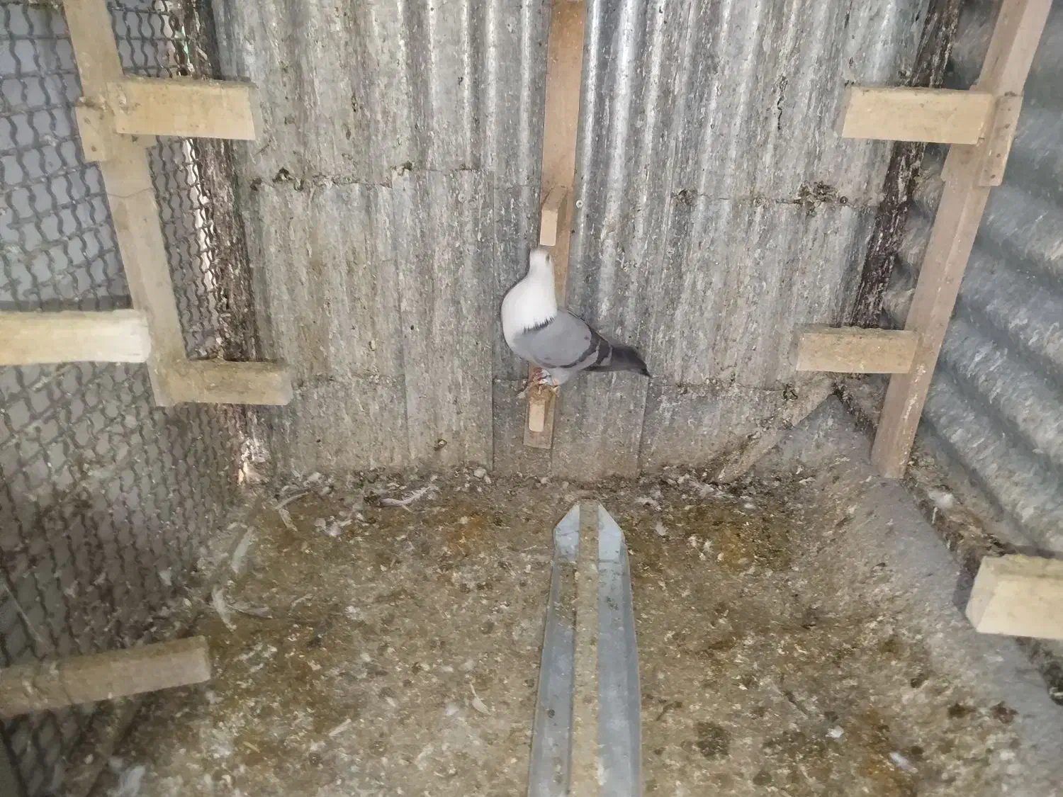 فروش مخمل سبز نر داغ سرخ کمیاب|پرنده|استهبان, |دیوار