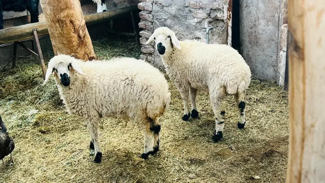 گوسفند|حیوانات مزرعه|بم, |دیوار