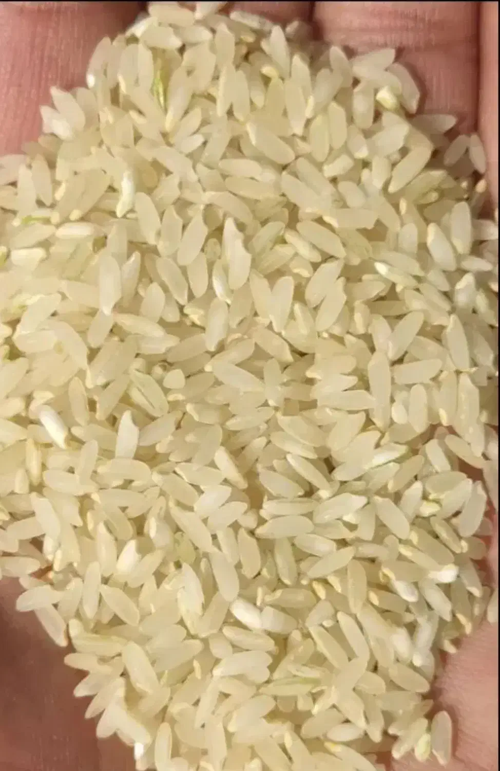 برنج و خورده کامفیروزی|خوردنی و آشامیدنی|شیراز, شهرک سراج‎|دیوار