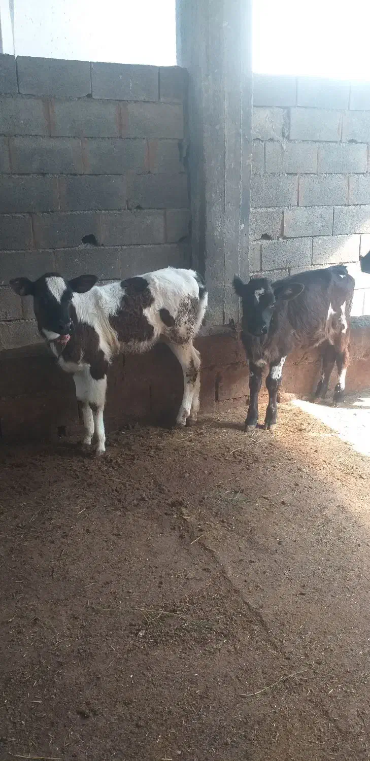 گاو دوقلو زا گوساله ها ماده|حیوانات مزرعه|چمستان, |دیوار