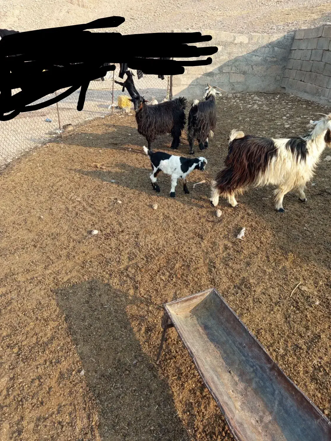 دوعدد بز و یک چپش و دو بیگ|حیوانات مزرعه|اندیمشک, |دیوار