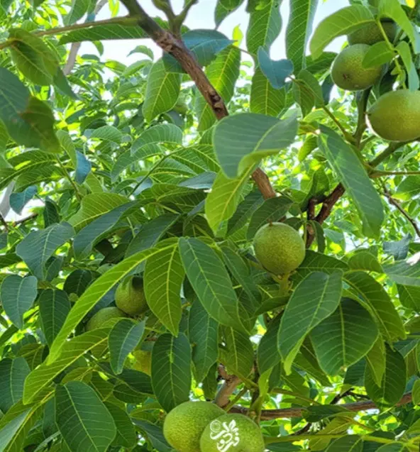 اکیپ گردو تکان حرفه ای و خرید گردو روی درخت|خدمات باغبانی و درختکاری|کرمانشاه, |دیوار