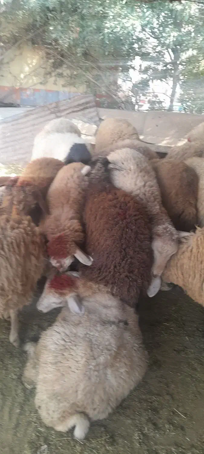 گوسفند‌زنده.مغان و افشار شبانه روزی|حیوانات مزرعه|اسلام‌شهر, شهرک سعیدیه|دیوار