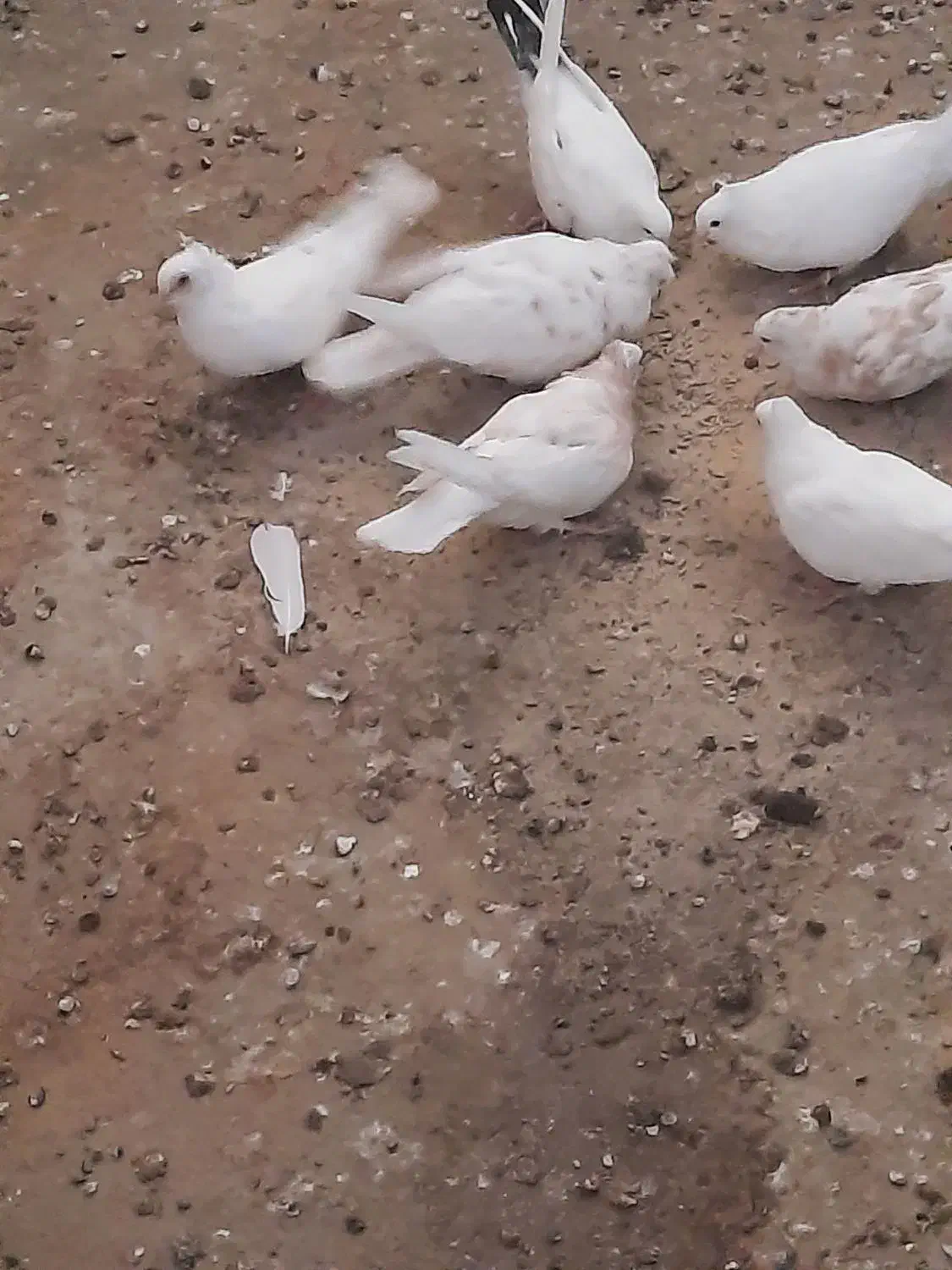 کفتر ومرغ|حیوانات مزرعه|خضر آباد, |دیوار