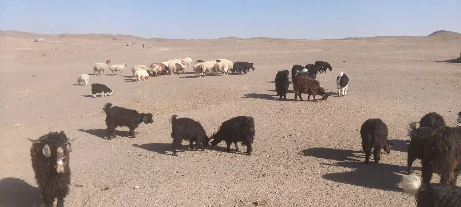 بره و بزغاله چاق سبک|حیوانات مزرعه|قائن, |دیوار